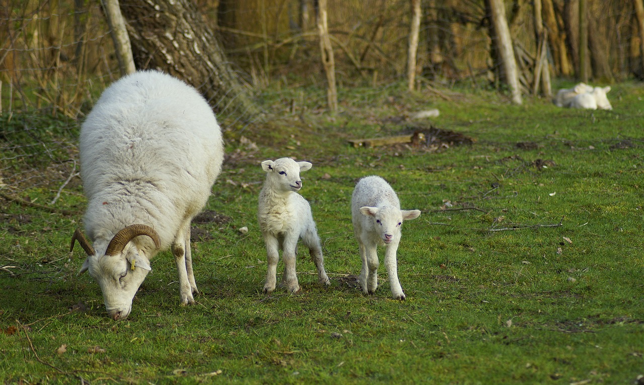 family  lambs  lamb free photo