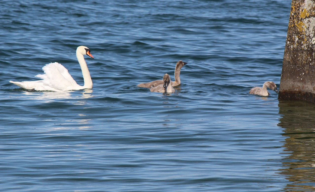 family swans mother free photo