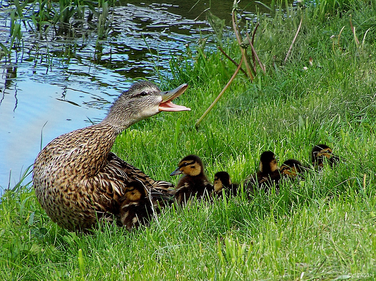 family ducks defense free photo