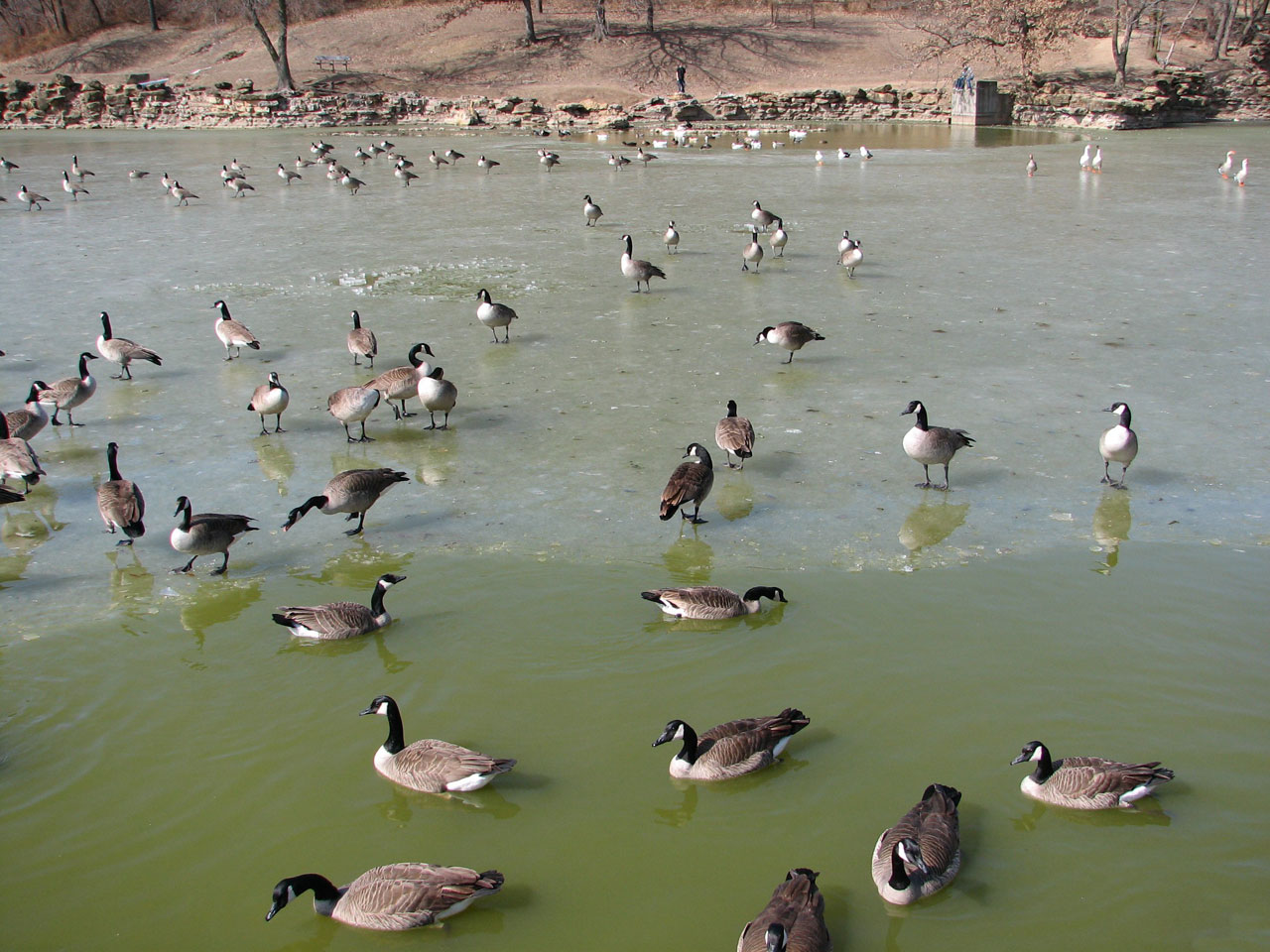 geese goose gander free photo