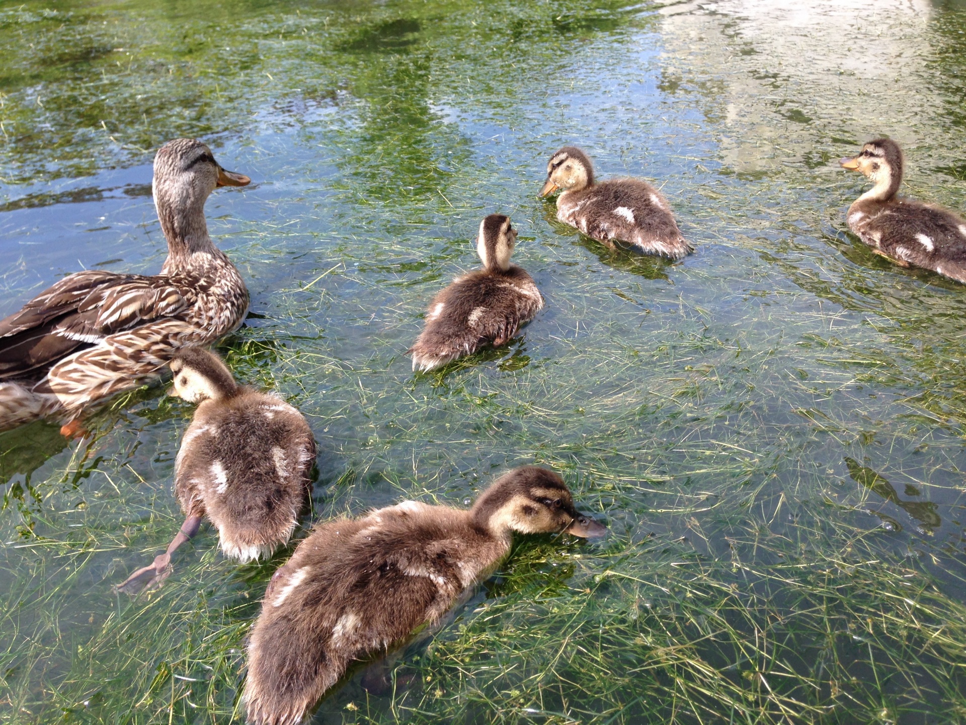 ducks pond family of ducks free photo