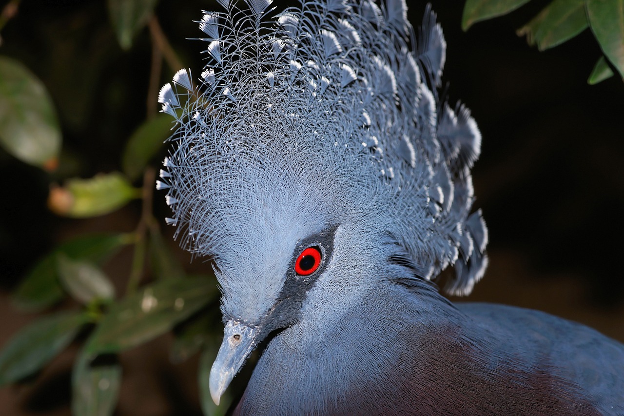 fan-deaf bird head free photo