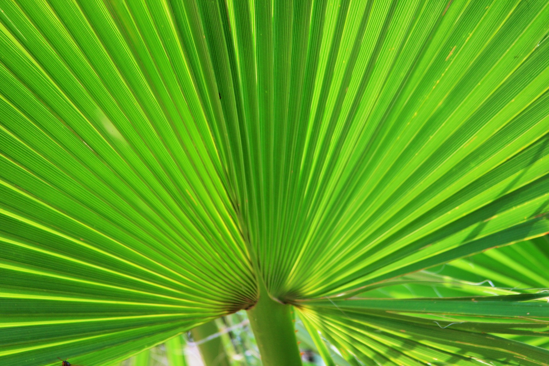 palm leaf fan free photo