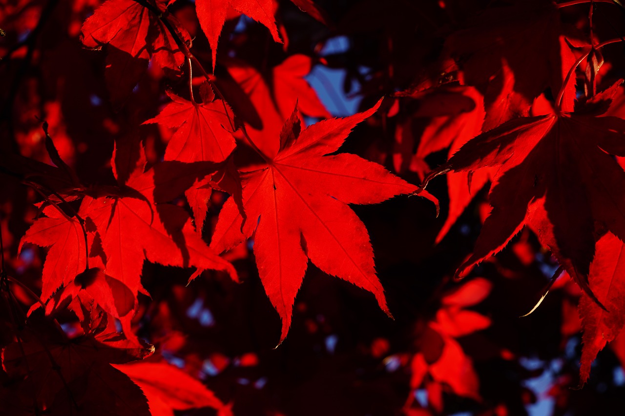 fan maple  leaves  fall leaves free photo