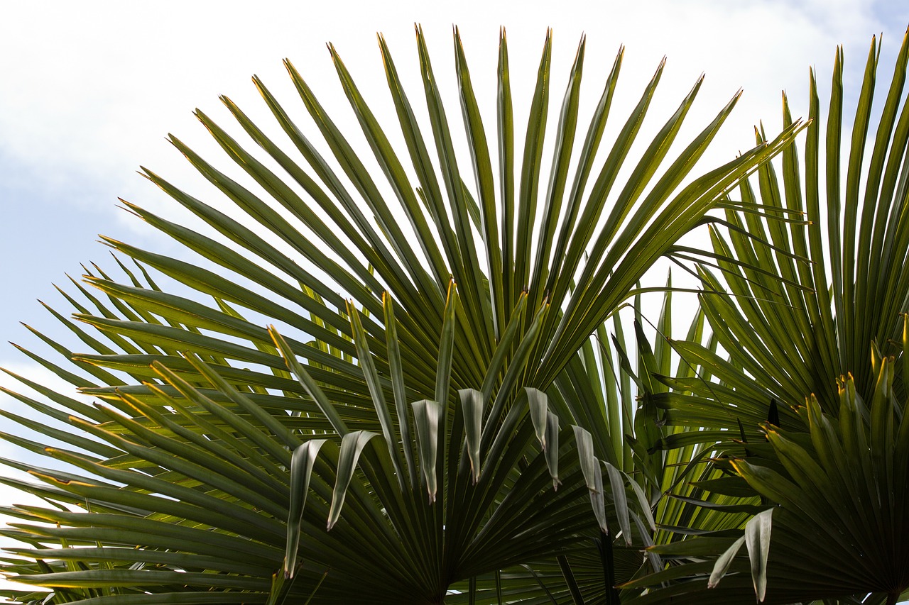 fan palm palm hand shaped free photo
