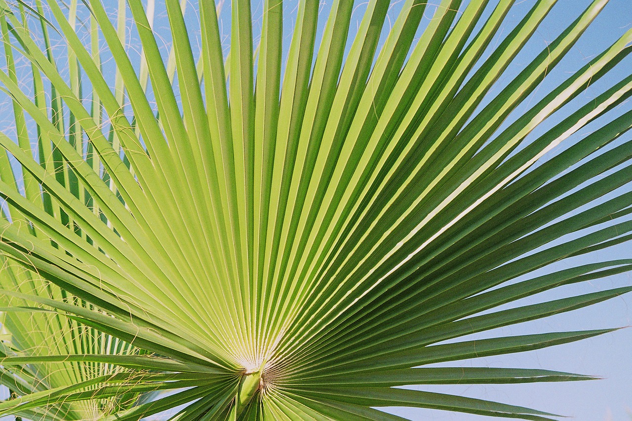 fan palm palm palmately divided free photo