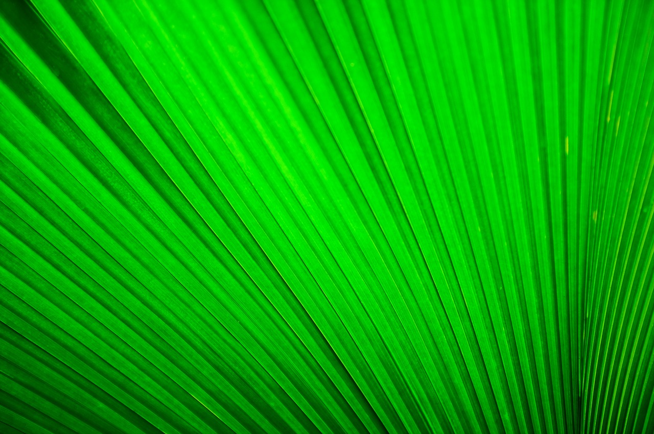 fan palm green leaf free photo