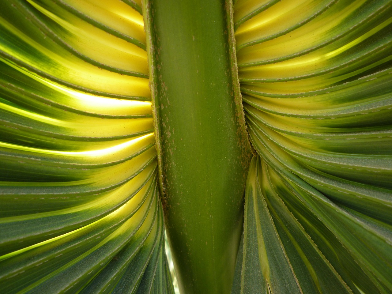 fan palm palm fronds james free photo