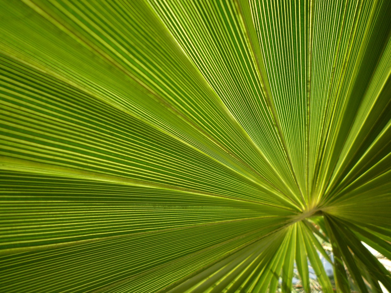 fan palm palm james free photo
