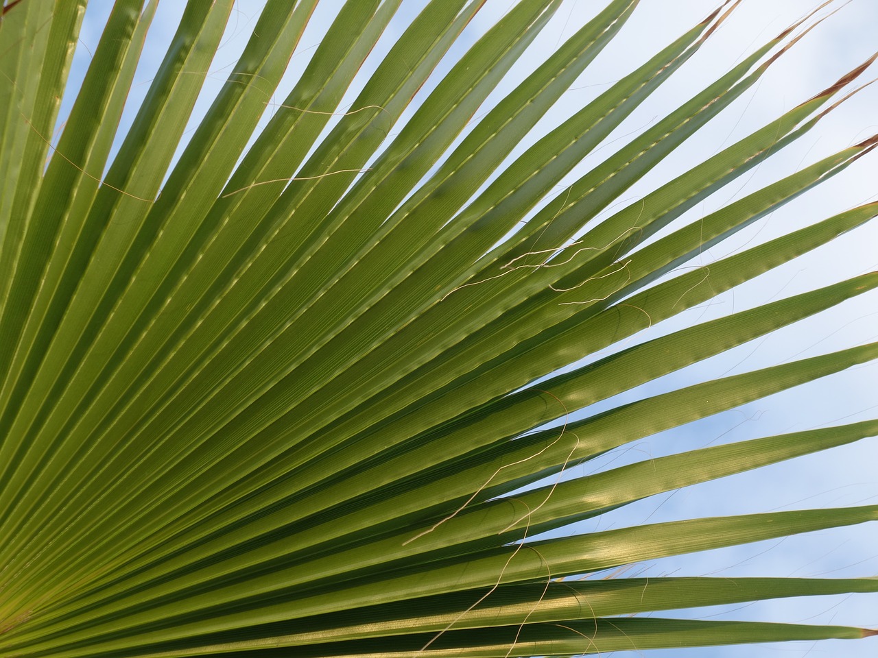 fan palm leaves subjects free photo