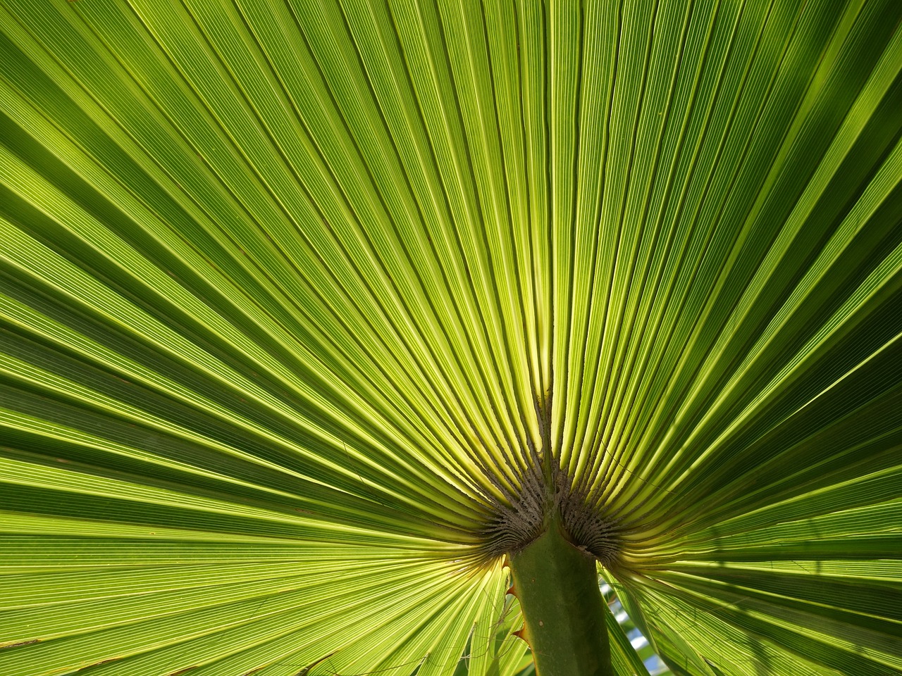 fan palm leaves subjects free photo
