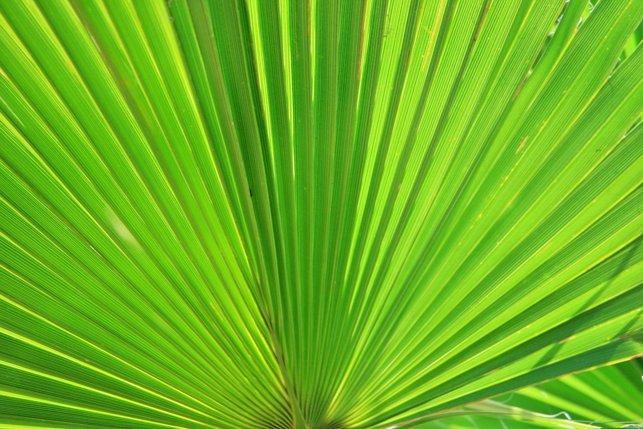 fan palm palm fan free photo