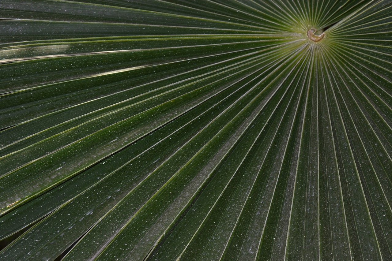 fan palm  palm  pattern free photo