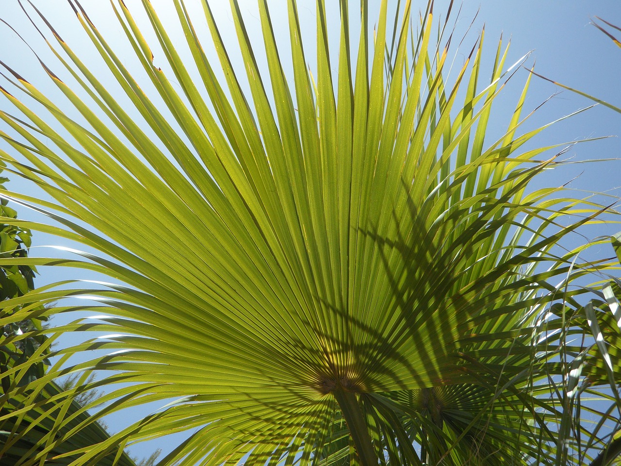 fan palm light and shadow structure free photo