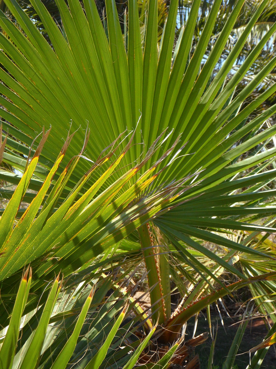 fan palm palm palm leaf free photo