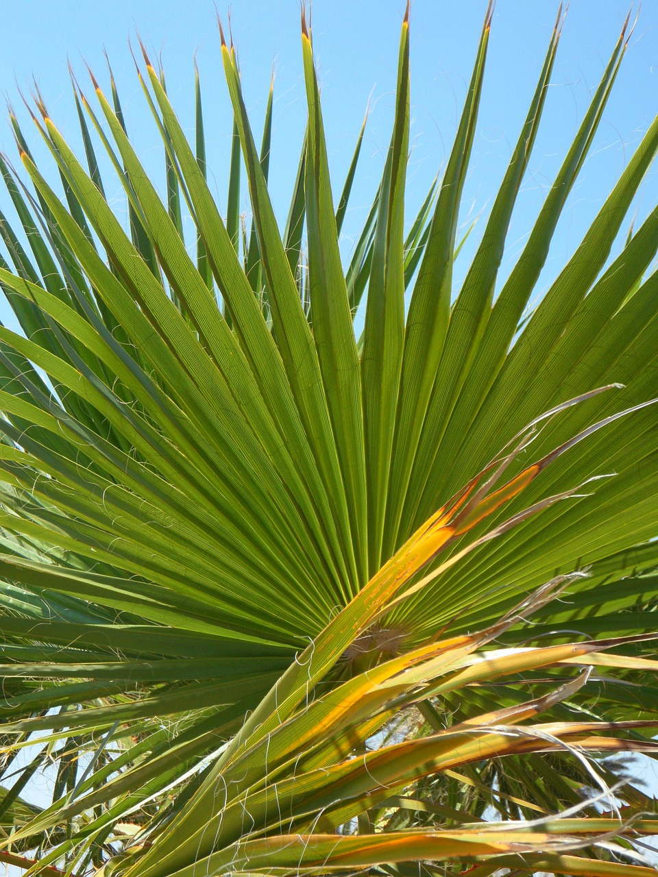 fan palm palm leaf green free photo