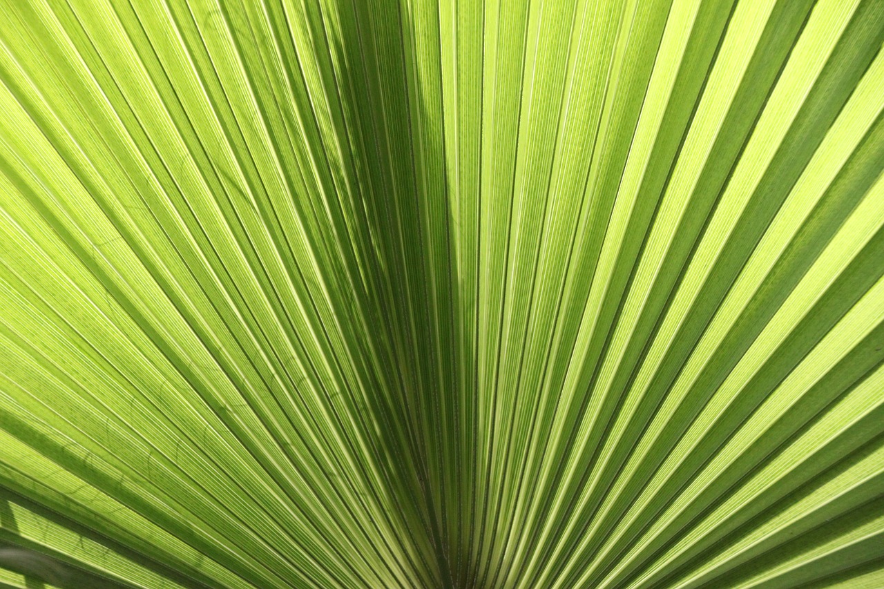 fan palm  james  palm fronds free photo