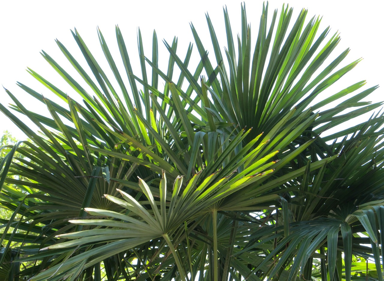 fan palm palm fronds free photo