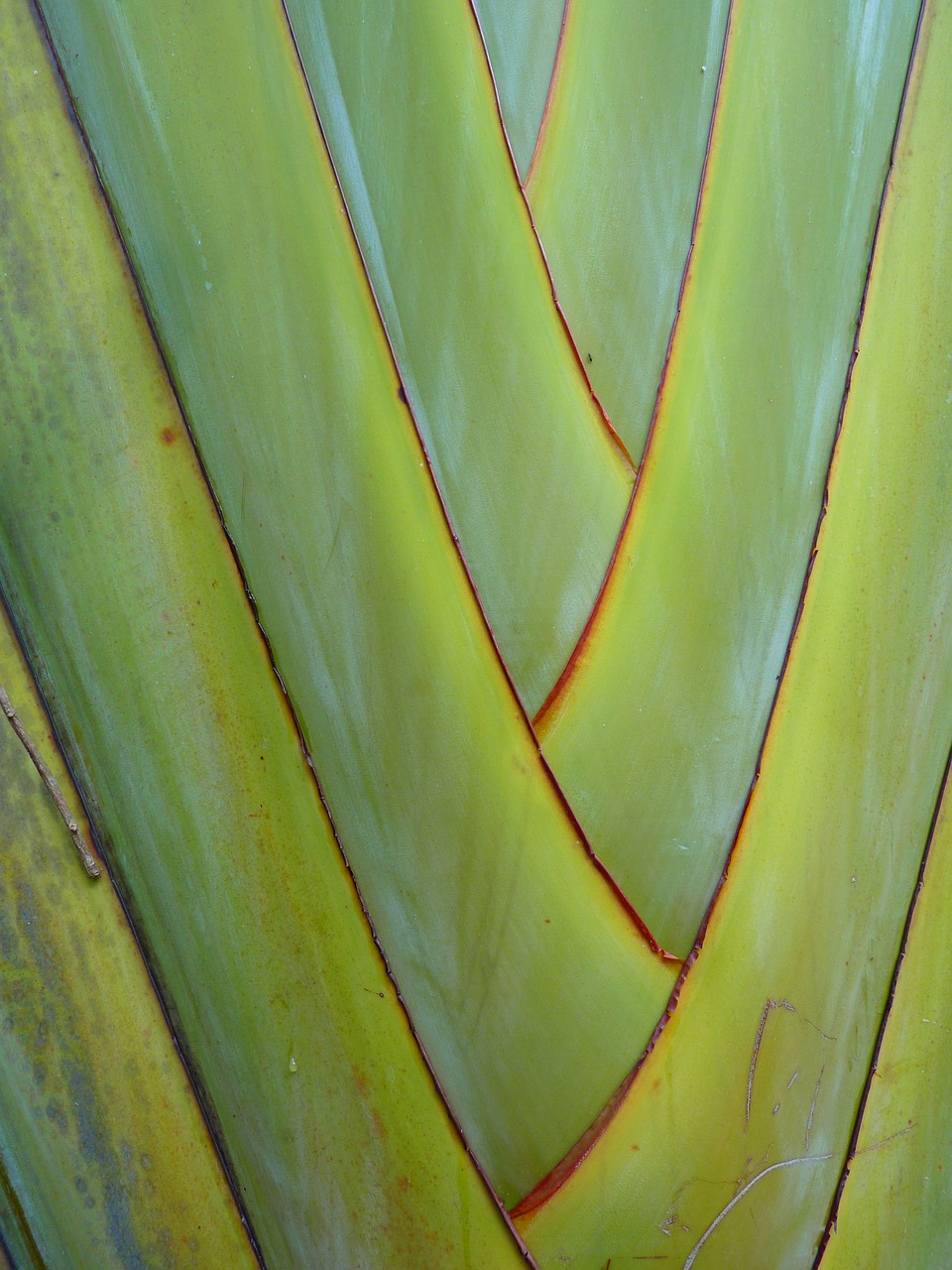 fan palm palm plant free photo