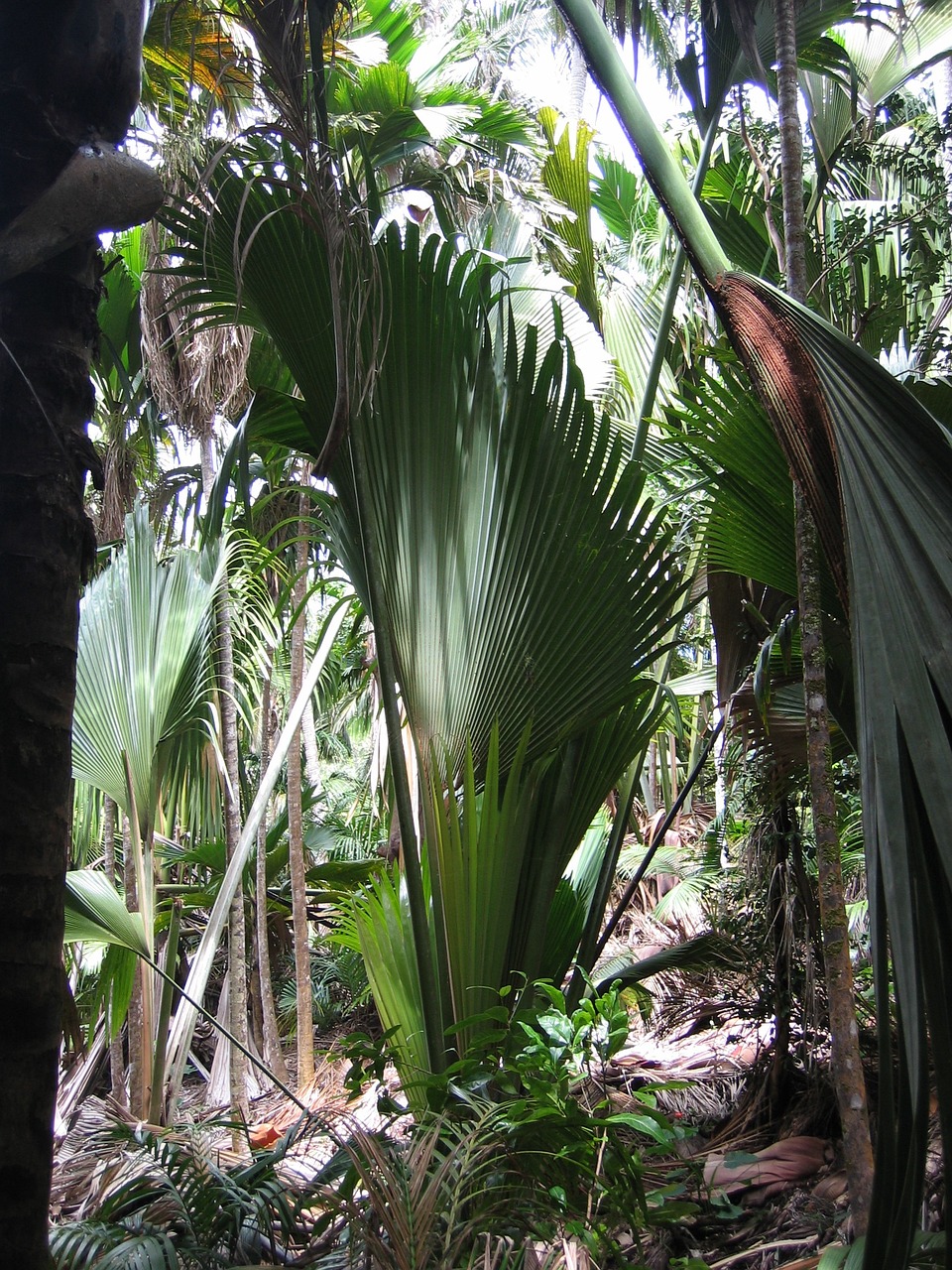 fan palm leaf plant free photo