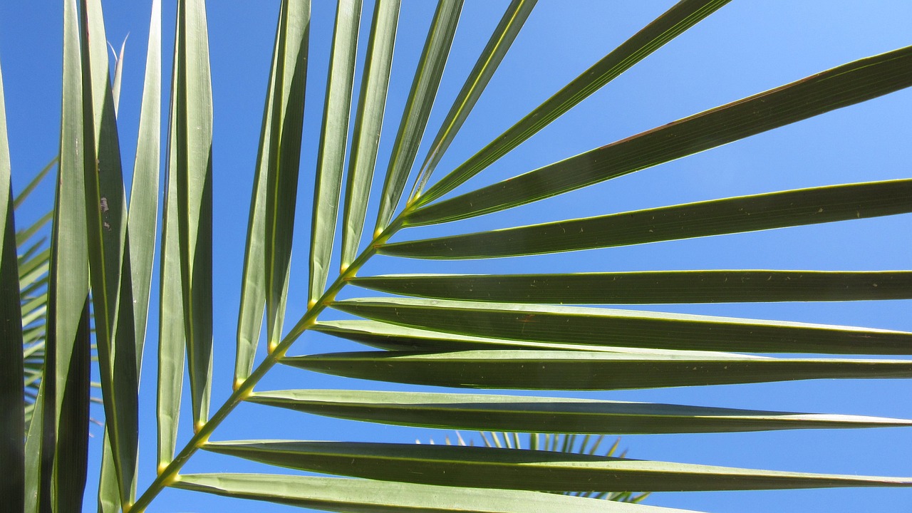 fan palm leaves sky free photo