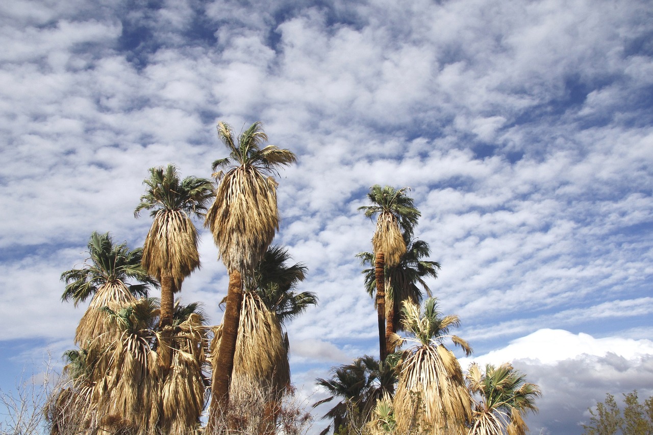 fan palm trees oasis of mara joshua tree national park free photo