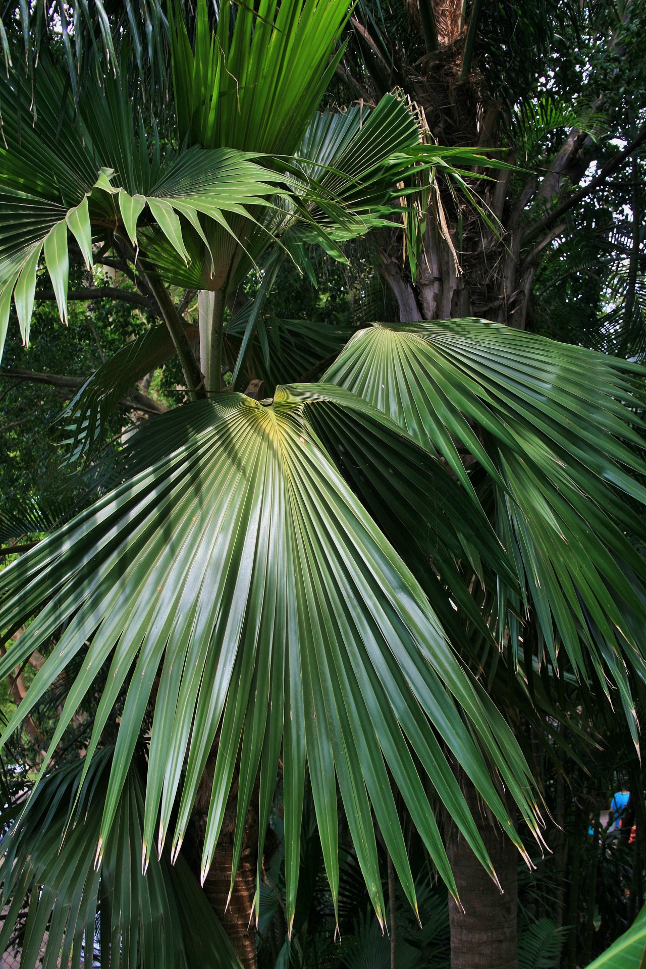 leaf palm pointed free photo