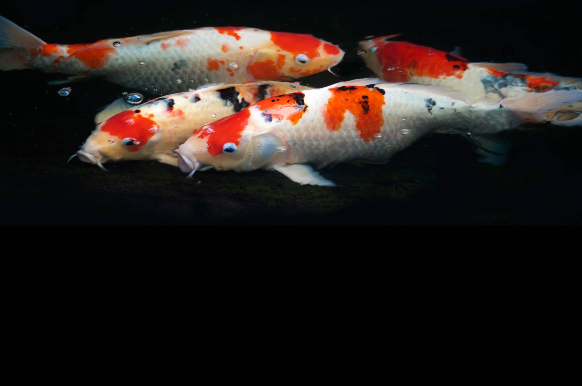 fancy fish koi fancy carp free photo