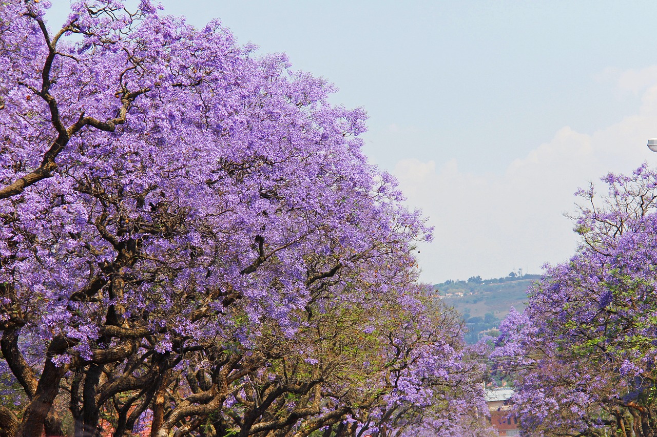 fantastic purple trees free photo