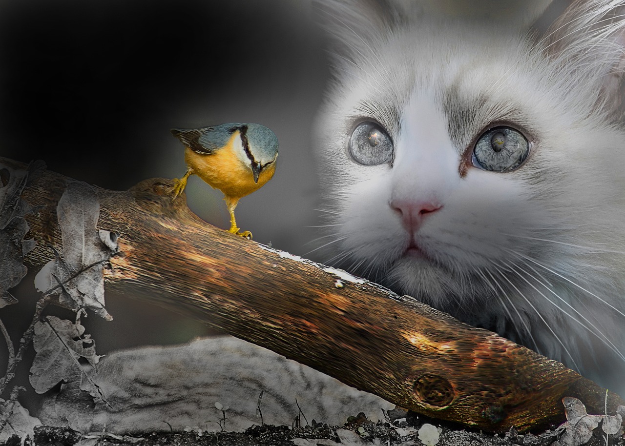 fantasy bird cats free photo