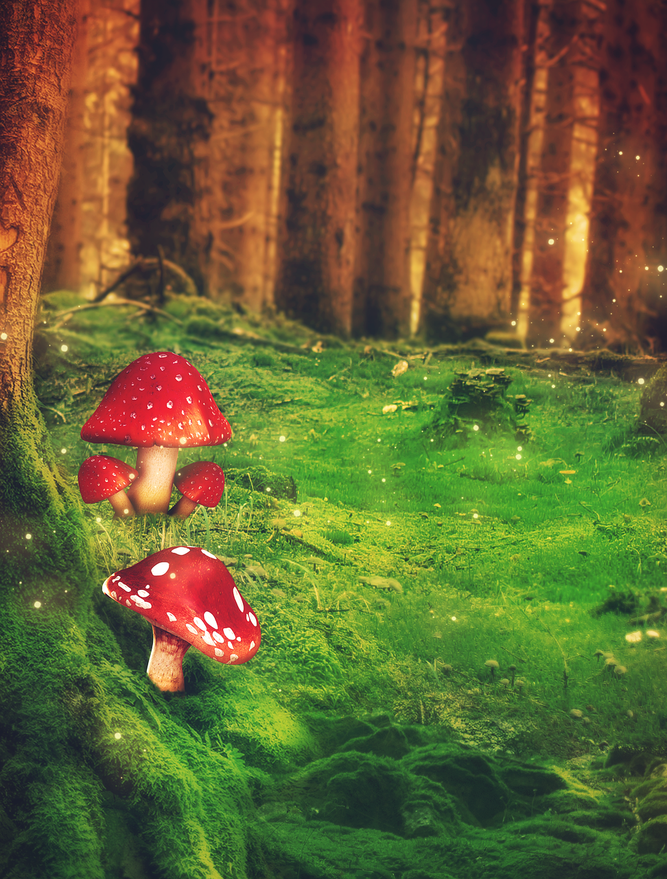 fantasy  forest  mushrooms free photo