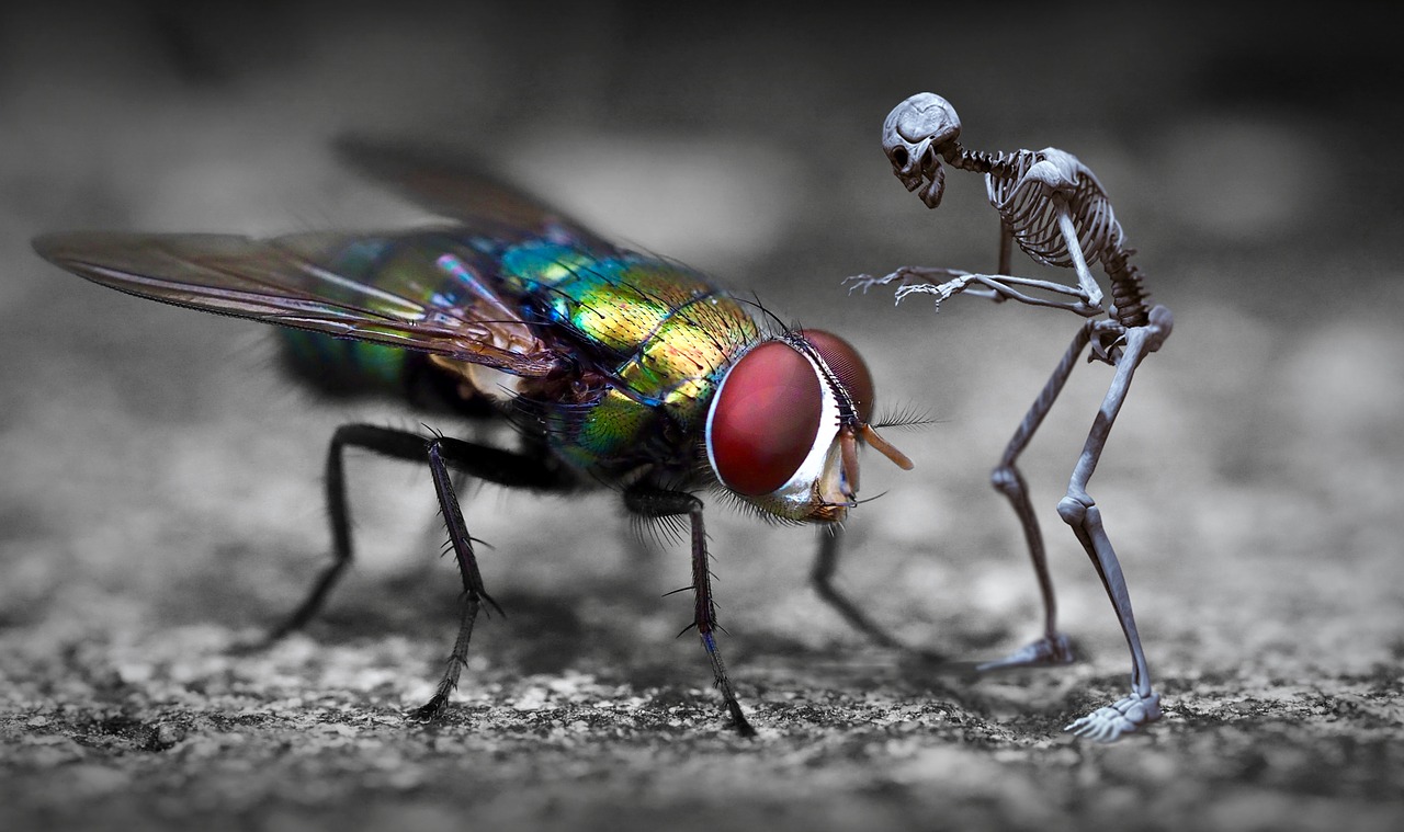 fantasy  fly  skeleton free photo