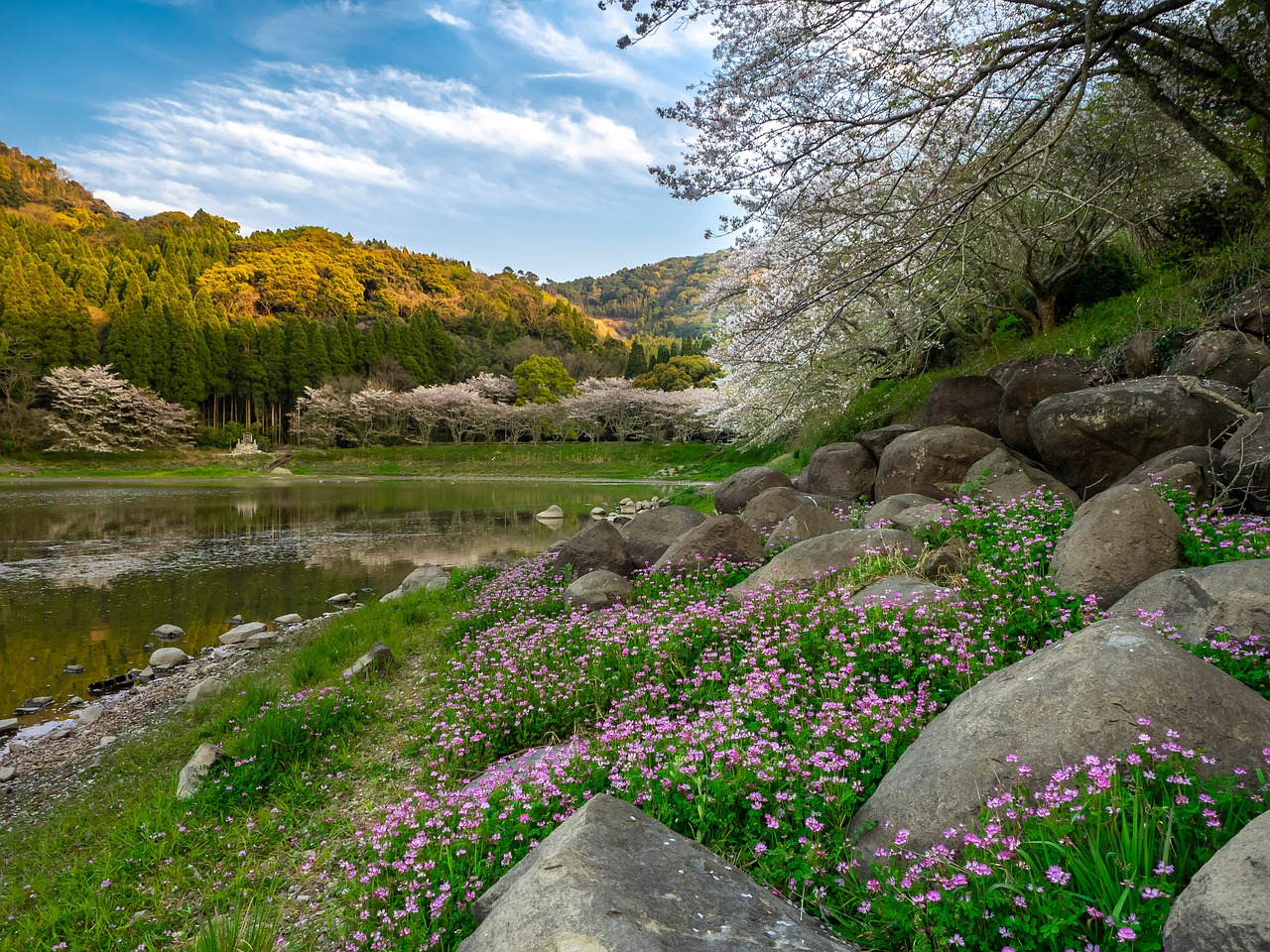 fantasy  cherry blossoms  flowers free photo