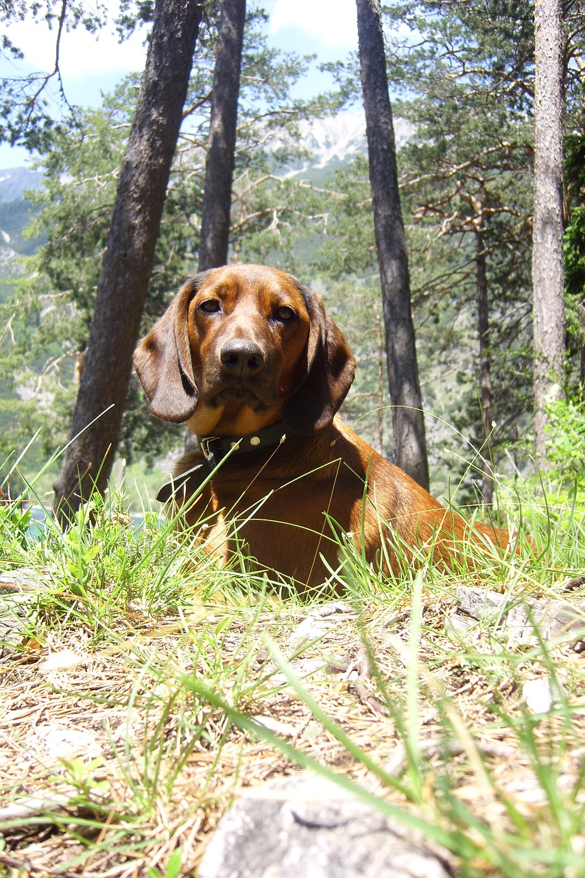 far right tyrol hunting dog free photo