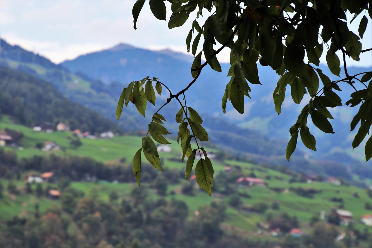 far view  branch  foliage free photo