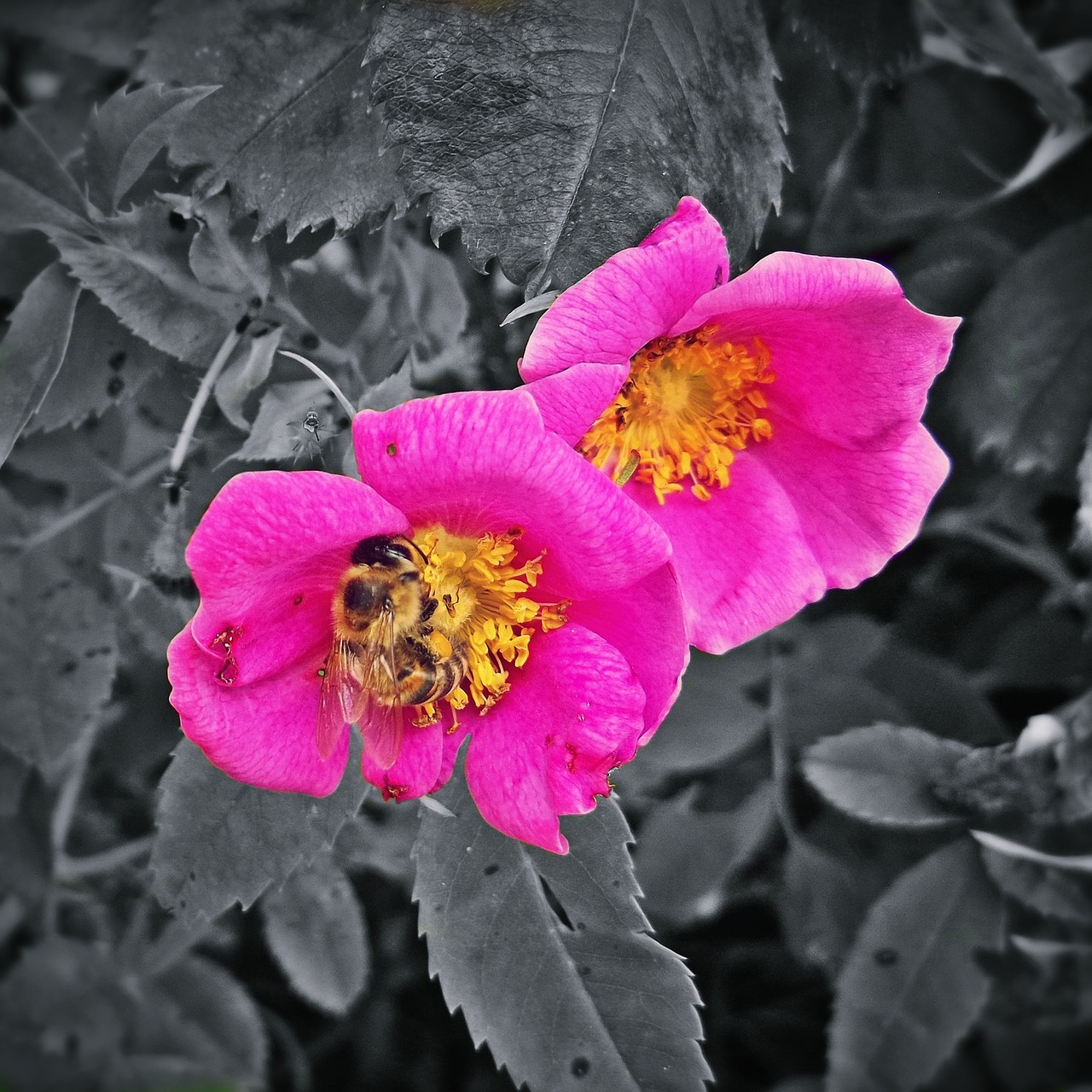 farbenspiel flower blossom free photo