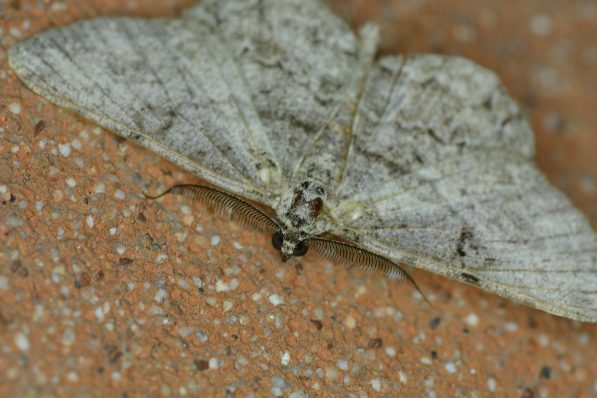 butterfly night close up free photo