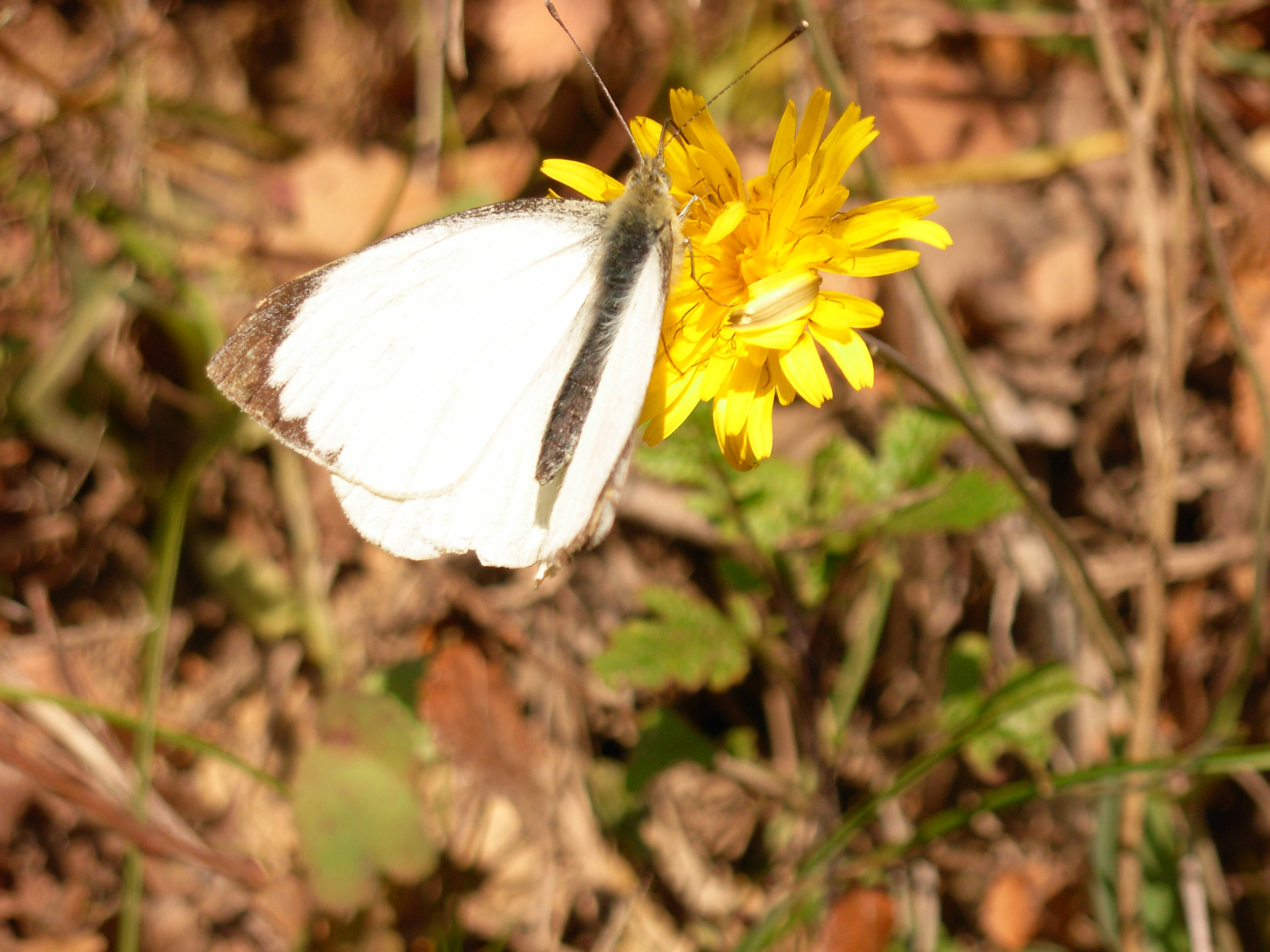 butterfly nature winter free photo