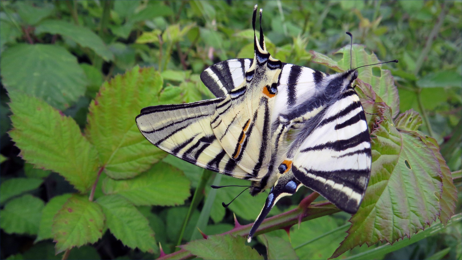 butterflies swallowtails butterflies free photo