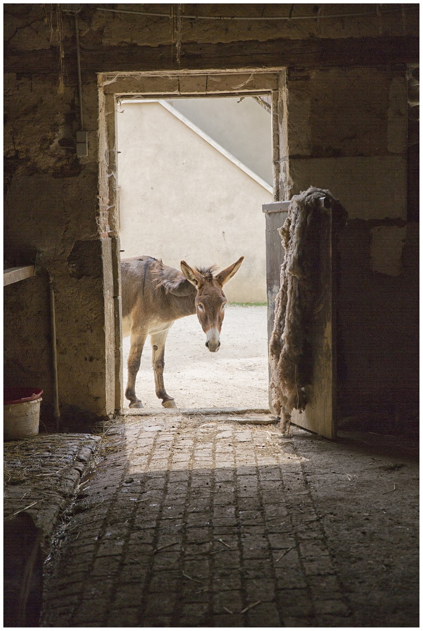 animal door donkey free photo