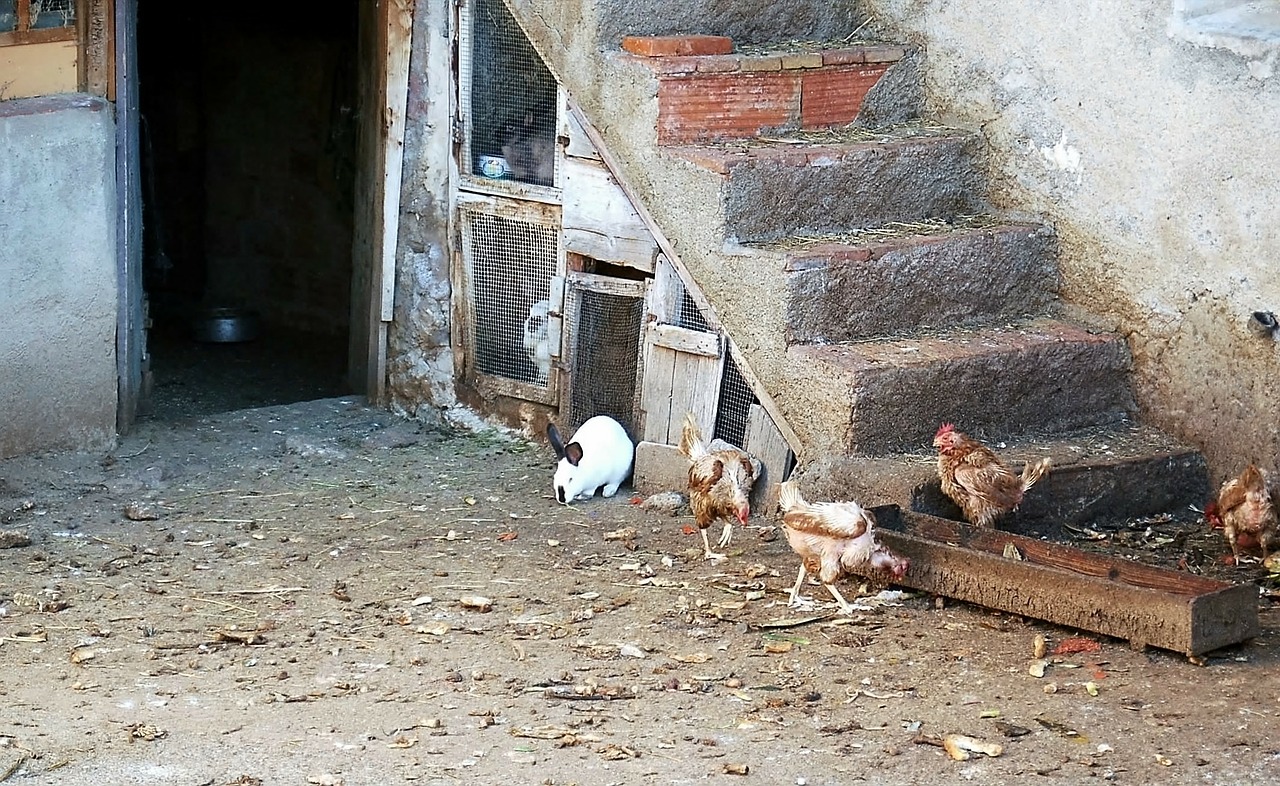 farm hen chickens free photo