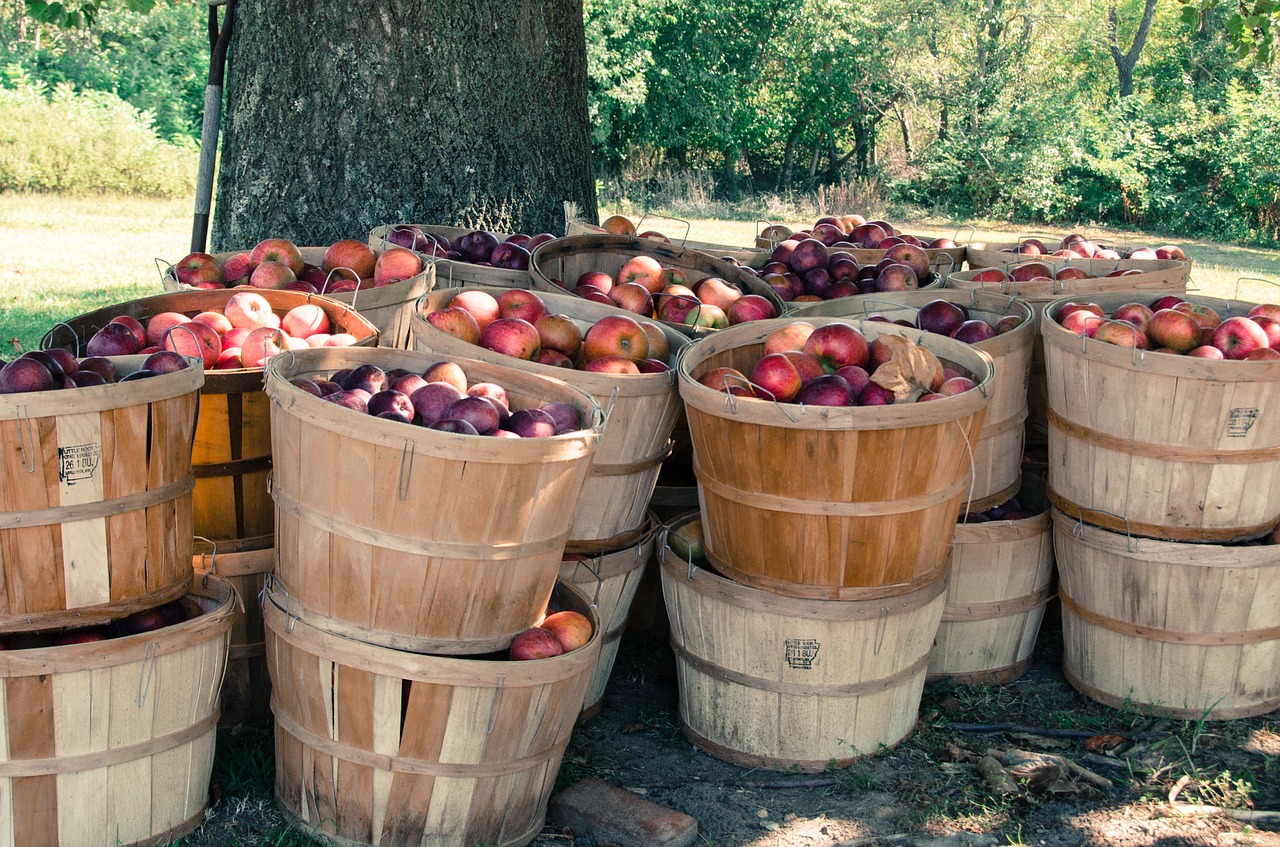 farm apples orchard free photo