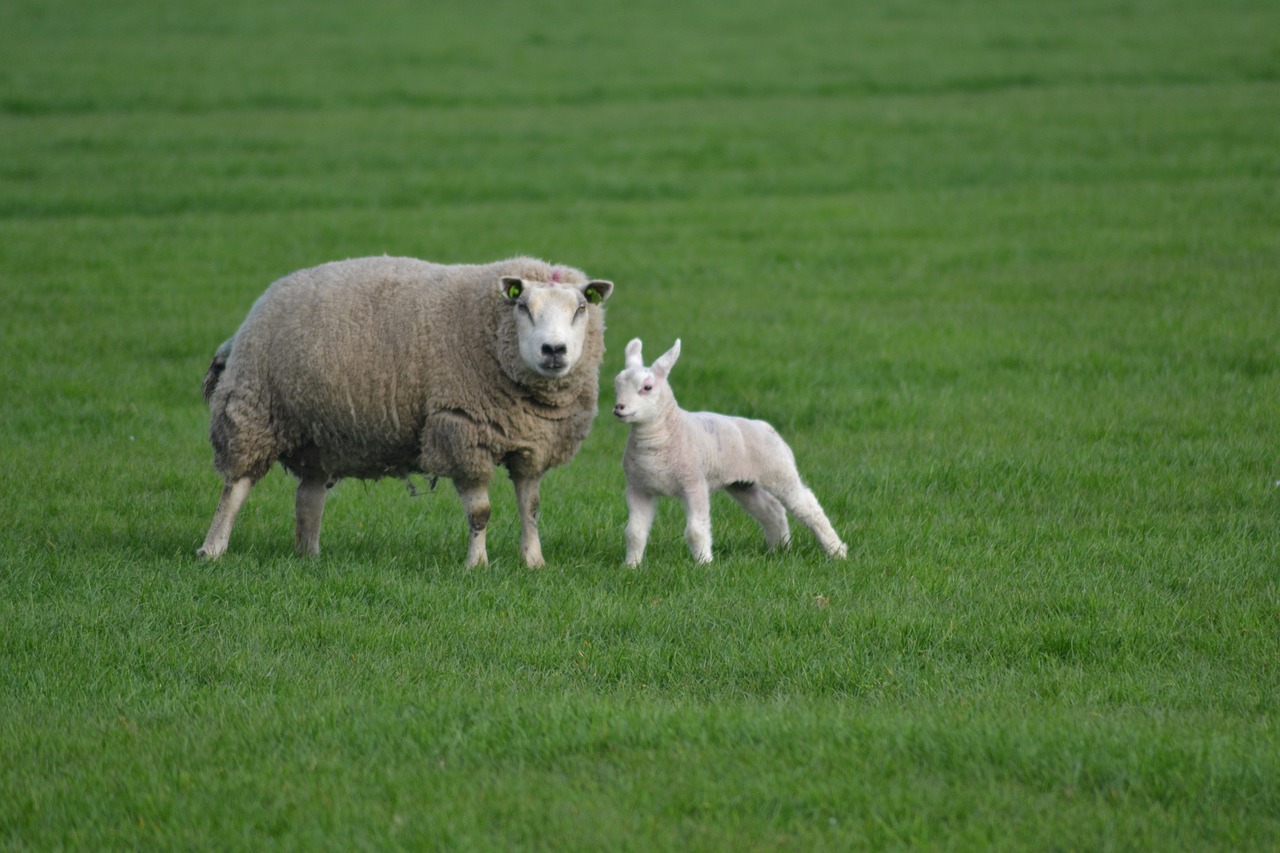 farm sheep lamb free photo