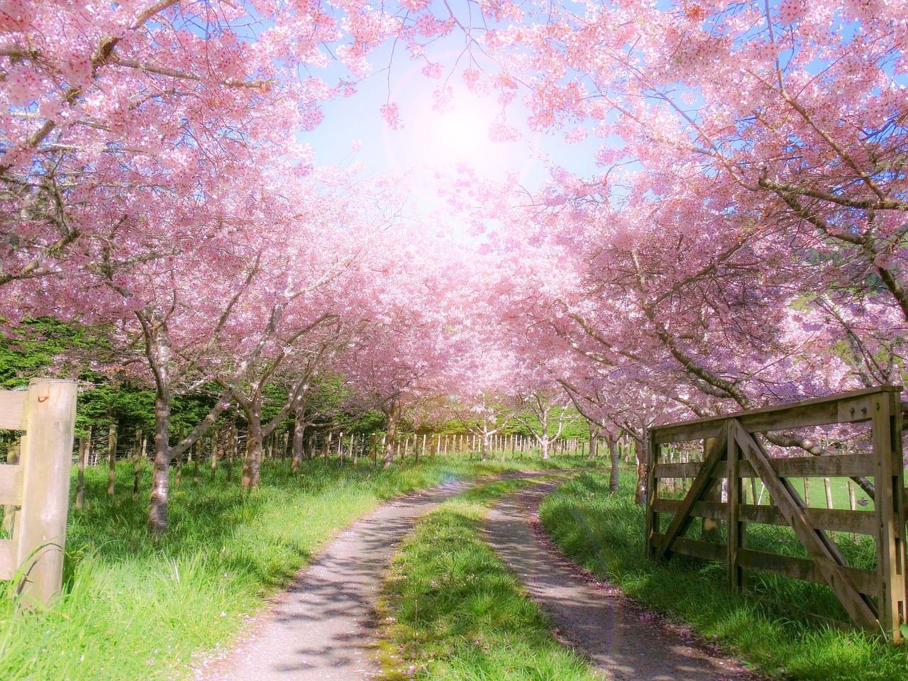 farm gate wooden free photo