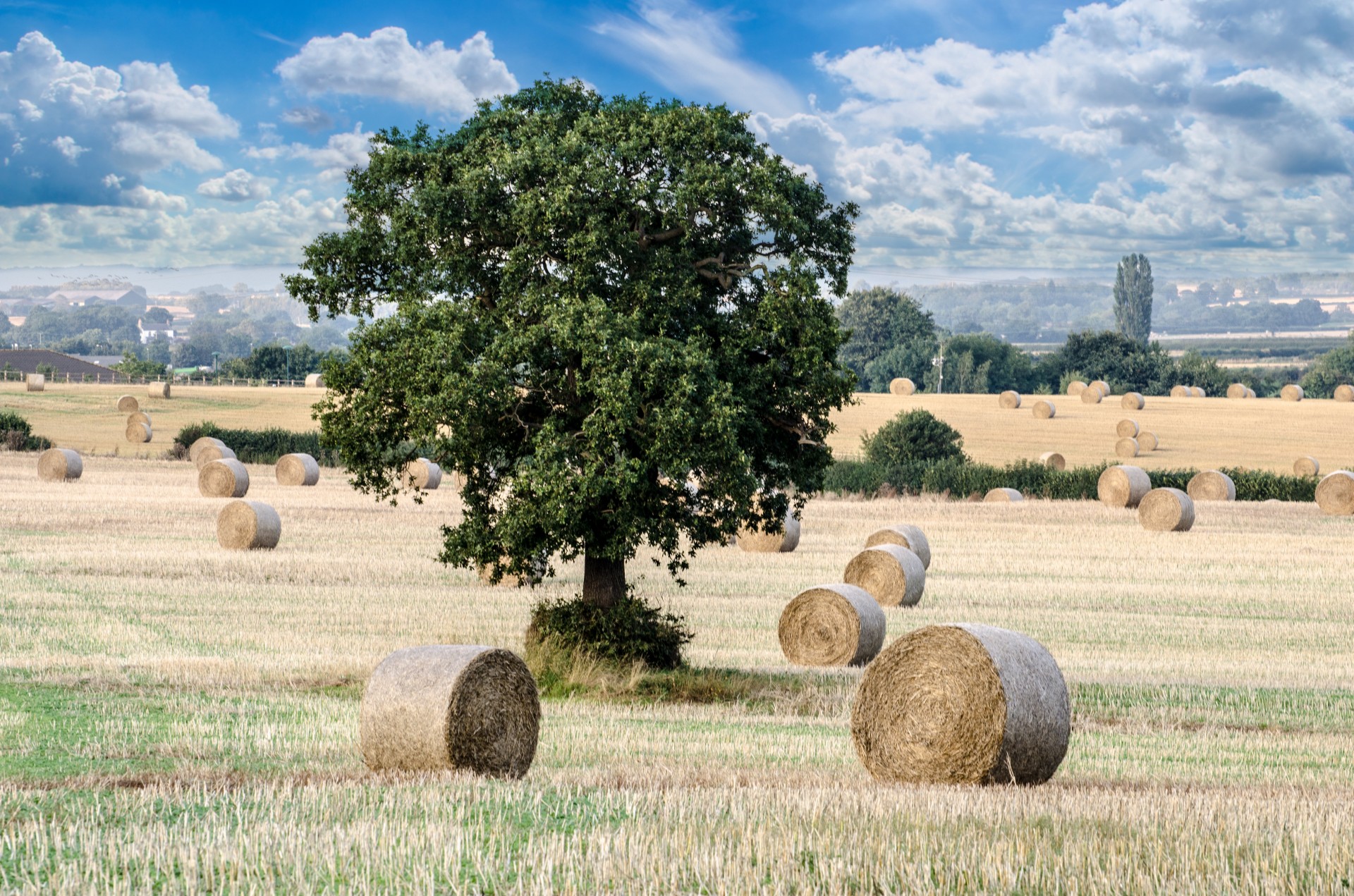 agricultural agriculture cereal free photo