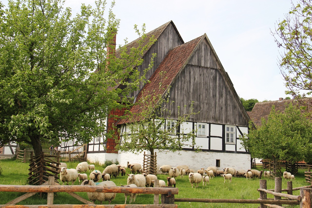 farm sheep flock of sheep free photo