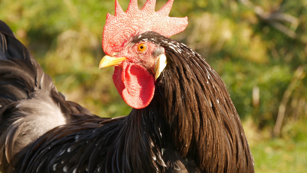 farm bird hahn free photo