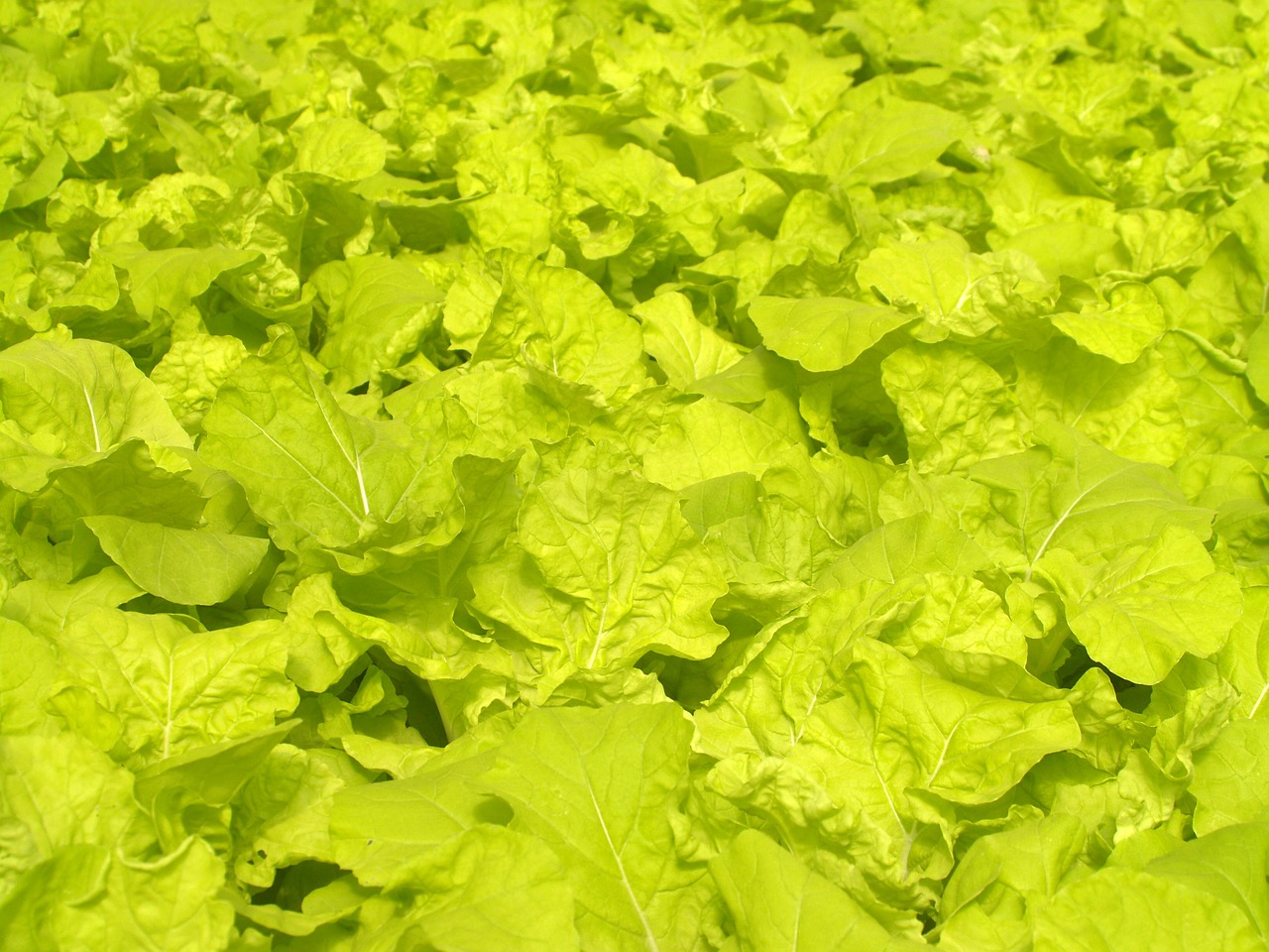 farm market hydroponic free photo