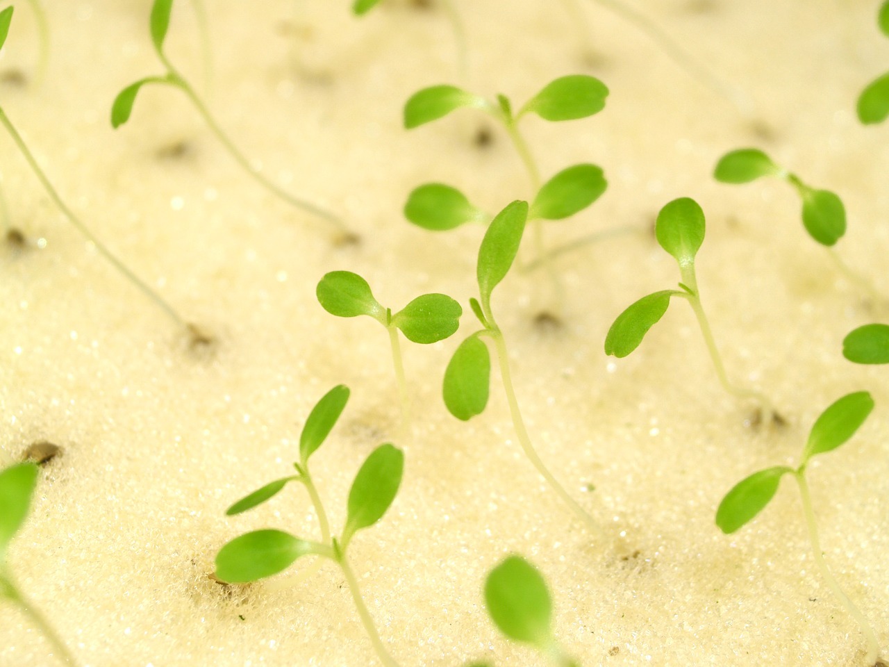 farm market hydroponic free photo