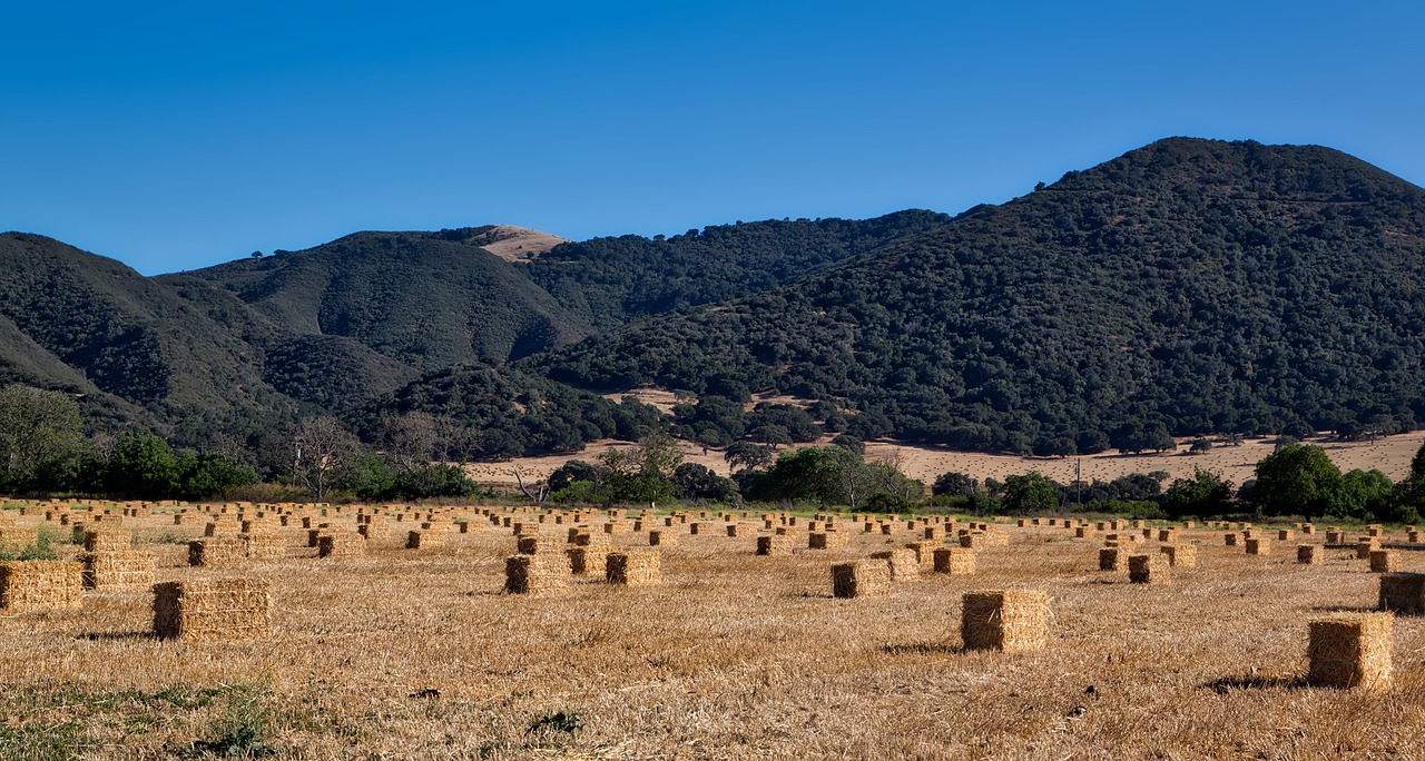 farm hay field bales free photo